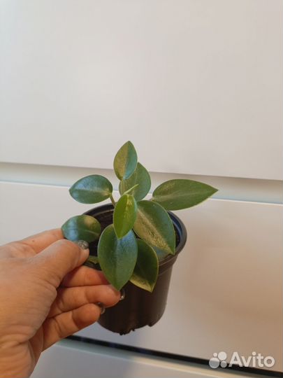 Комнатные растения любой 100