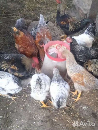 Куры молодки