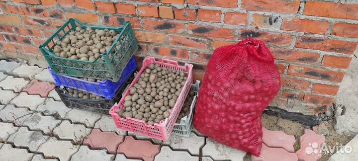 Картофель