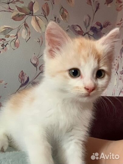 Котенок