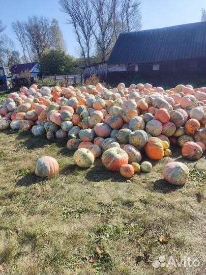 Продам тыкву