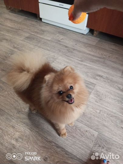 Вязка Померанский шпиц