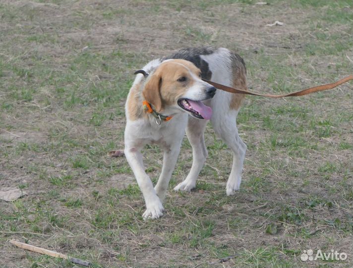 Русская пегая гончая
