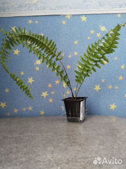 Комнатные цветы