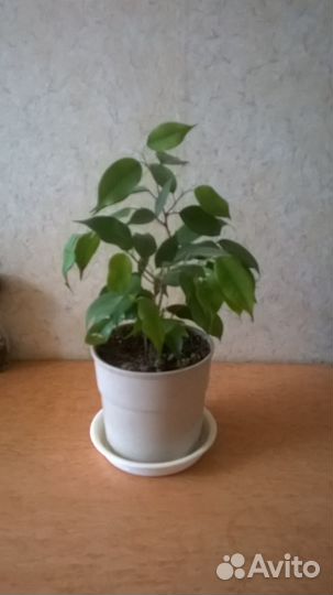 Фикус Бенджамина