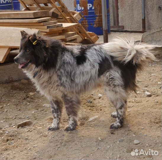 Собака в добрые руки