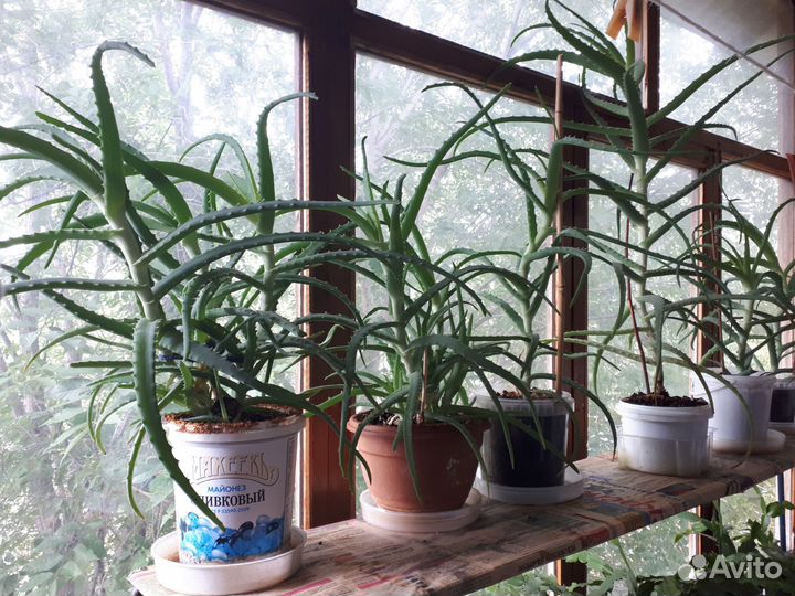 Алоэ лечебный