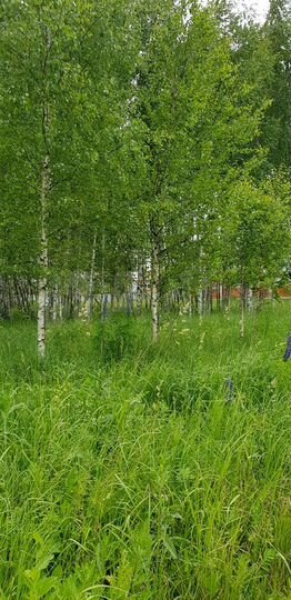 Участок 12 сот. (СНТ, ДНП)