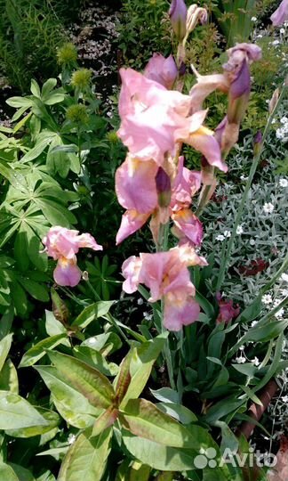 Многолетние цветы и кустарники,роза плетистая