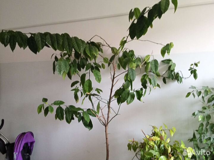 Лимонное дерево