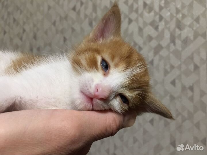 Отдам котенка