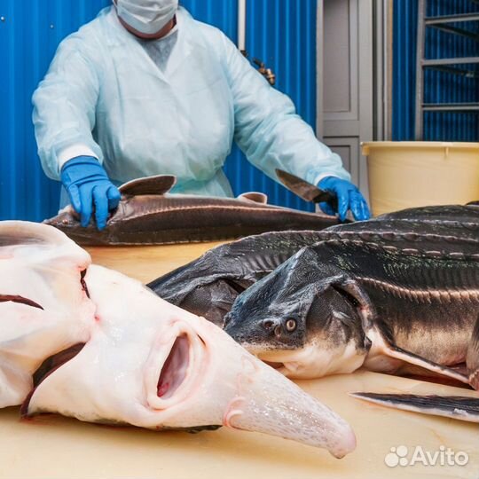 Рыба живая, заморозка оптом