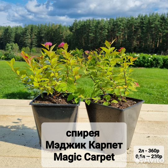 Спирея японская