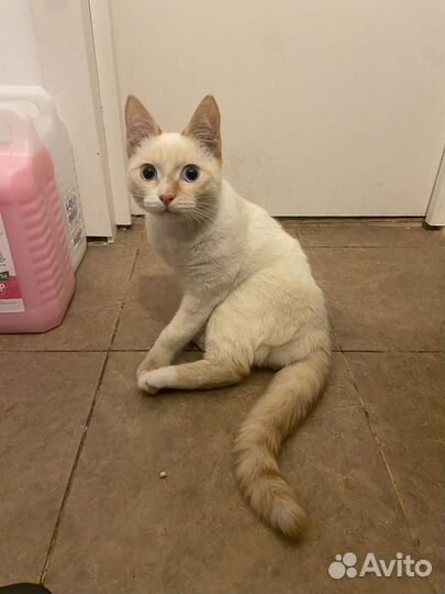 Котик ищет дом