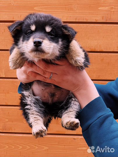 Щенок бесплатно