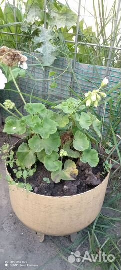 Пеларгония /Герань