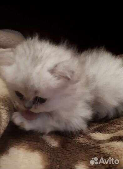 Котята персидской шиншилы