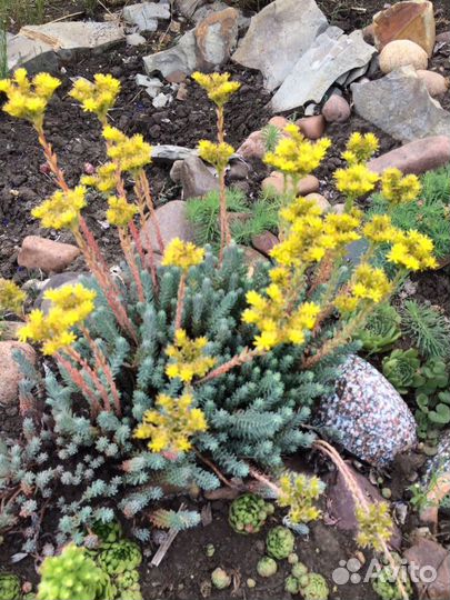 Овсяница,фаларис,очитки, и др.для горки,рокария