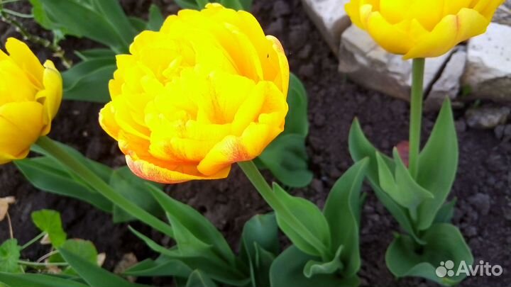 Луковицы тюльпанов