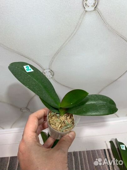 Орхидея Mainshow Wulu Caishen