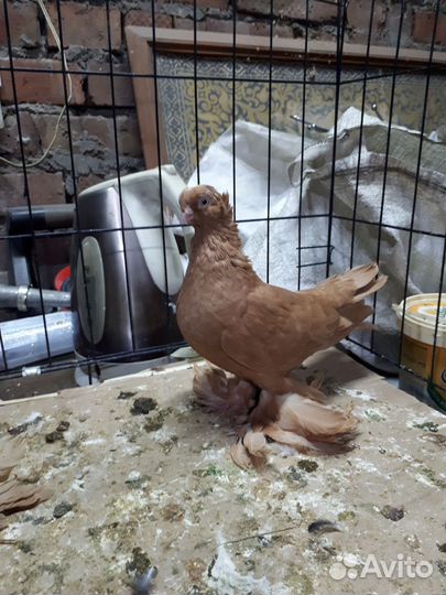 Голуби узбекские