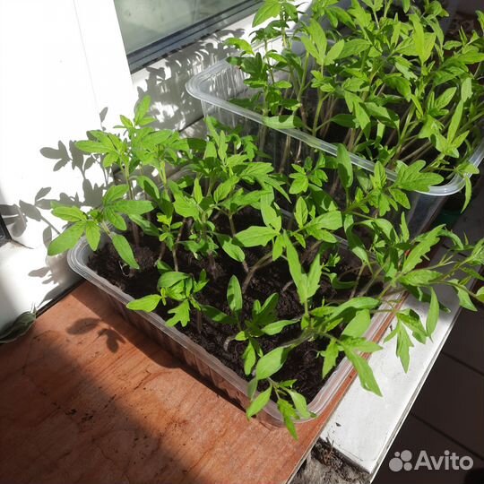 Рассада помидор