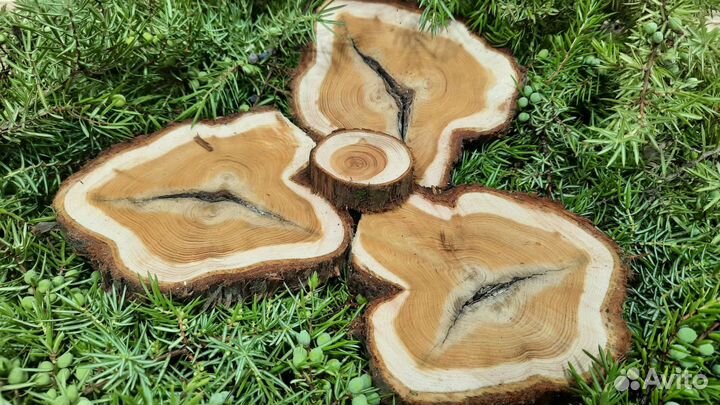 Можжевельник