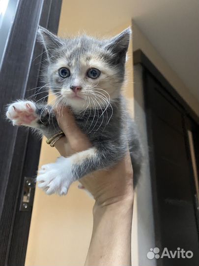 Девочка 1,5 месяца