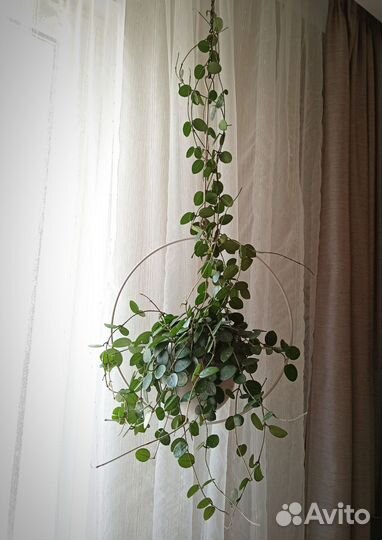 Хойя Матильда сплеш