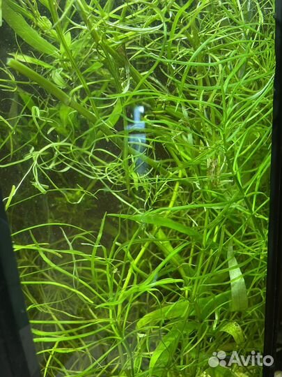 Прополка акваримуные растения