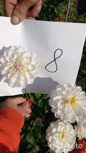 Георгины клубни