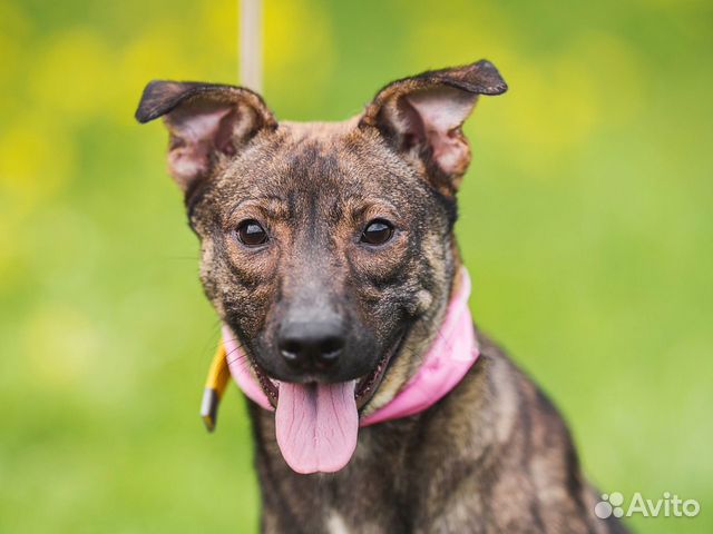 Собака Ириска ищет дом