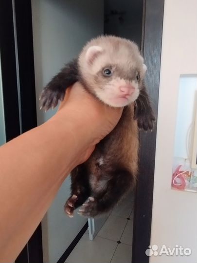 Хорек мальчик