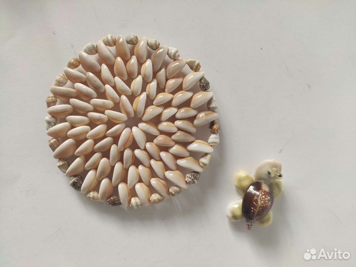 Морские ракушки раковины