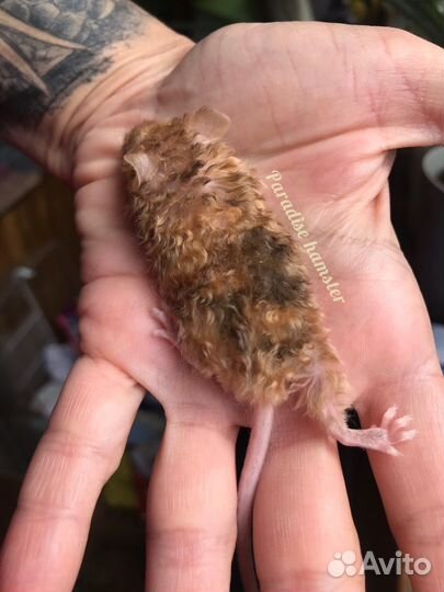 Мышки кучерявые и сатиновые декоративные