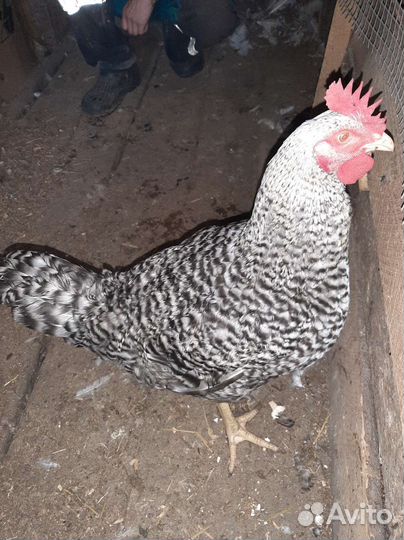 Индюшата, петух