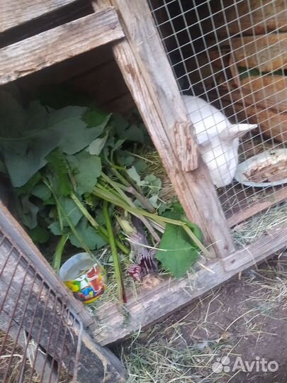 Кролик мясных пород