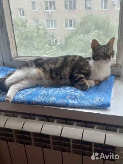 Кошка в добрые руки