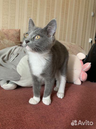 Кошка