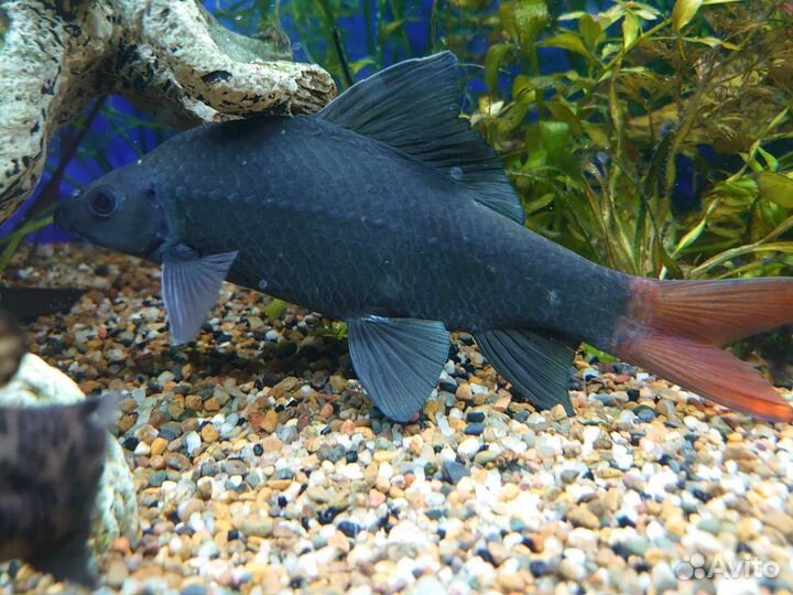 Рыба Лабео биколор