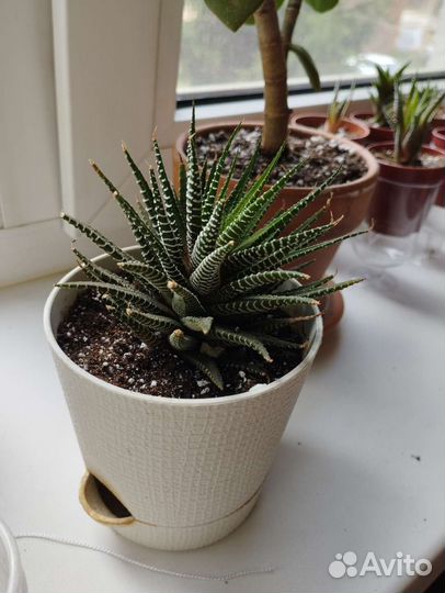 Хавортия полосатая