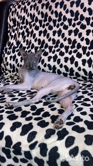 Донской сфинкс вязка