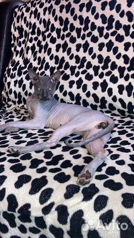 Донской сфинкс вязка