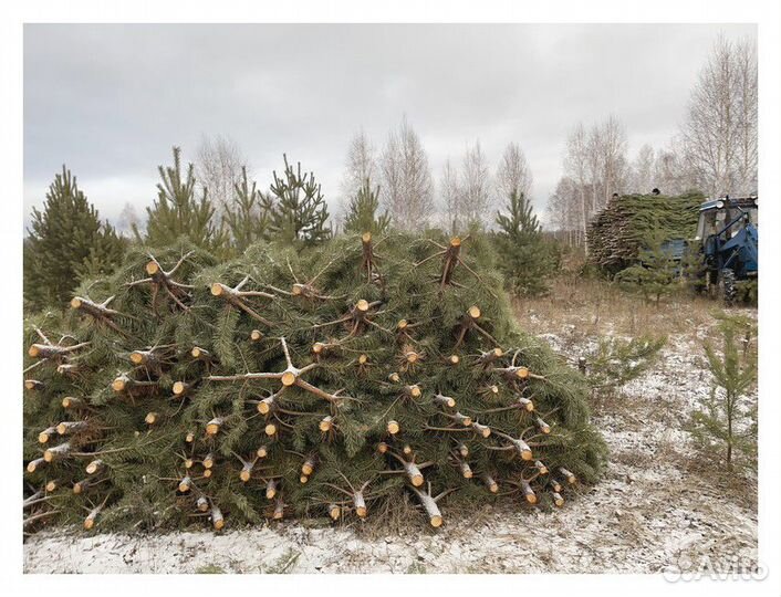 Сосна Новогодняя