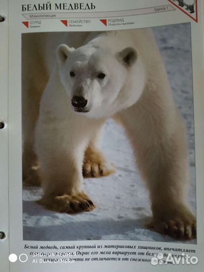 Энциклопедия животный мир планеты