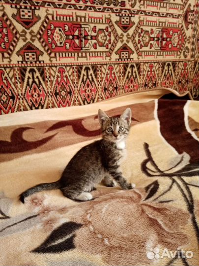 Котята