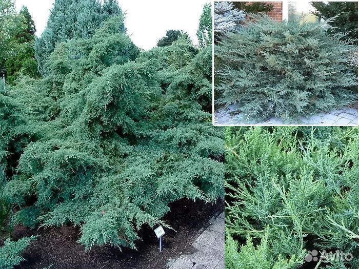 Горная сосна, хвойники в горшках