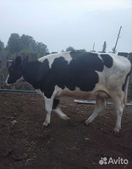 Корова и телка