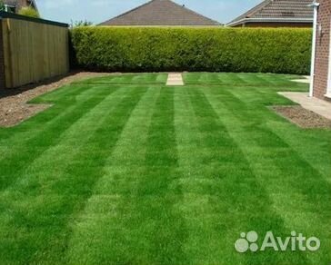 Продажа Рулонного газона