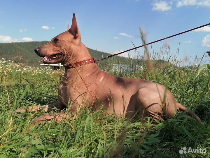 Американский голый Терьер, девочка, 2 года